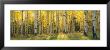 Aspen Trees In Coconino National Forest, Arizona, Usa by Panoramic Images Limited Edition Pricing Art Print