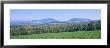 Trees With A Mountain Range In The Background, Northeast Kingdom, Vermont, Usa by Panoramic Images Limited Edition Print