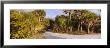 Trees On Caspersen Beach, Venice, Sarasota County, Florida, Usa by Panoramic Images Limited Edition Print