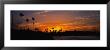 Silhouette Of Trees On The Beach, Newport Beach, California, Usa by Panoramic Images Limited Edition Print