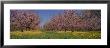 Cherry Trees In An Orchard, South Haven, Michigan, Usa by Panoramic Images Limited Edition Pricing Art Print