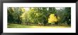 Trees In A Park, Wiesbaden, Rhine River, Germany by Panoramic Images Limited Edition Pricing Art Print