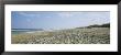 Tire Tracks On The Beach, Cape Hatteras, Outer Banks, North Carolina, Usa by Panoramic Images Limited Edition Print