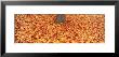 Autumn Leaves Near A Tree Trunk, Grand Rapids, Michigan, Usa by Panoramic Images Limited Edition Print