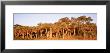 Trees In Autumn, Hunting Island State Park, South Carolina, Usa by Panoramic Images Limited Edition Pricing Art Print