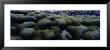 Moss On Rocks, Iceland by Panoramic Images Limited Edition Print