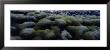 Moss On Rocks, Iceland by Panoramic Images Limited Edition Pricing Art Print