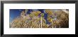Aspen Trees, Uncompahque National Park, Colorado, Usa by Panoramic Images Limited Edition Pricing Art Print