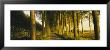 Trees On Both Sides Of A Path, Brugge, Belgium by Panoramic Images Limited Edition Pricing Art Print