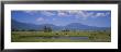 Herd Of Cows Grazing In A Field, Haines, Oregon, Usa by Panoramic Images Limited Edition Print