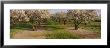 Almond Trees In An Orchard, Sacramento Valley, California, Usa by Panoramic Images Limited Edition Print