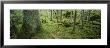 Moss On A Tree Trunk In The Forest, Siggeboda, Smaland, Sweden by Panoramic Images Limited Edition Print