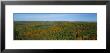 Forest, Minnesota, Usa by Panoramic Images Limited Edition Print