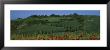 Trees On A Landscape, Tuscany, Italy by Panoramic Images Limited Edition Pricing Art Print