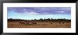 Elephants In Masai Mara National Reserve, Kenya by Panoramic Images Limited Edition Pricing Art Print