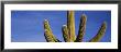 Saguaro Cactus, Saguaro National Monument, Arizona, Usa by Panoramic Images Limited Edition Print