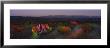 Flowers In A Field, Big Bend National Park, Texas, Usa by Panoramic Images Limited Edition Print