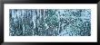 Ice Formations On Rocks by Panoramic Images Limited Edition Pricing Art Print