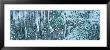 Ice Formations On Rocks by Panoramic Images Limited Edition Pricing Art Print