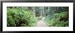 Plants In A Rain Forest, Trail Quinault Rain Forest, Olympic National Park, Washington State, Usa by Panoramic Images Limited Edition Print