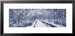 Trees Along A Snow Covered Footbridge, Yosemite National Park, California, Usa by Panoramic Images Limited Edition Pricing Art Print