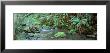 Stream Flowing Through A Rainforest, Van Damme State Park, Mendocino, California, Usa by Panoramic Images Limited Edition Print