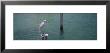 Great Egret Perching On A Wooden Post, Gulf Of Mexico, Florida, Usa by Panoramic Images Limited Edition Print