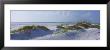Grass On The Beach, Lido Beach, Lido Key, Sarasota, Florida, Usa by Panoramic Images Limited Edition Print
