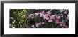 Rhododendron Flowers On A Plant, Oregon, Usa by Panoramic Images Limited Edition Print