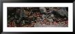 Dry Leaves On The Roots Of Trees, White Mountains, New Hampshire, Usa by Panoramic Images Limited Edition Print