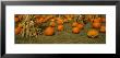 Corn Plants With Pumpkins In A Field, South Dakota, Usa by Panoramic Images Limited Edition Pricing Art Print