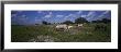 Cattle Grazing In The Field, Texas Longhorn Cattle, Y.O. Ranch, Texas, Usa by Panoramic Images Limited Edition Print