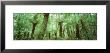 Trees In A Forest, Franklin Gordon Wild Rivers National Park, Tasmania, Australia by Panoramic Images Limited Edition Pricing Art Print