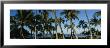 Palm Trees On The Beach, Hawaii, Usa by Panoramic Images Limited Edition Print