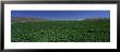 Potato Field Surrounded By Mountains, Burley, Idaho, Usa by Panoramic Images Limited Edition Print