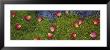Rose Petals On Irish Moss, Boise, Idaho, Usa by Panoramic Images Limited Edition Pricing Art Print