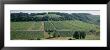 Vineyards, Chablis, Burgundy, France by Panoramic Images Limited Edition Print