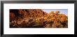 Trees And Rock Formation, Organ Pipe Cactus National Monument, Arizona, Usa by Panoramic Images Limited Edition Print