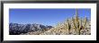 Saguaros Cactus On Mountain Range, Superstition Mountains, Arizona, Usa by Panoramic Images Limited Edition Print