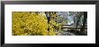 Trees In A Park, Central Park, Manhattan, New York, Usa by Panoramic Images Limited Edition Pricing Art Print