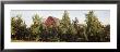 Apple Trees In An Orchard, Kent County, Michigan, Usa by Panoramic Images Limited Edition Pricing Art Print