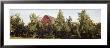 Apple Trees In An Orchard, Kent County, Michigan, Usa by Panoramic Images Limited Edition Print