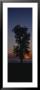 Silhouette Of A Cotton Wood Tree At Sunrise, Lake Erie, Michigan, Usa by Panoramic Images Limited Edition Print