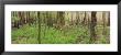Trees In The Forest, Congaree National Park, South Carolina, Usa by Panoramic Images Limited Edition Print