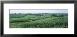Corn Growing In A Field, Grant County, Wisconsin, Usa by Panoramic Images Limited Edition Print