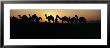 Silhouette Of Camels In A Desert, Pushkar Camel Fair, Pushkar, Rajasthan, India by Panoramic Images Limited Edition Print