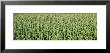 Corn Crop In A Field, Iowa, Usa by Panoramic Images Limited Edition Print