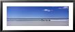 Four Gentoo Penguins Standing On The Beach, Falkland Islands by Panoramic Images Limited Edition Print