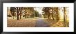 Autumn Trees Along A Road, Middleburg, Virginia, Usa by Panoramic Images Limited Edition Pricing Art Print