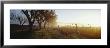 Trees In A Vineyard, Napa Valley, California, Usa by Panoramic Images Limited Edition Print